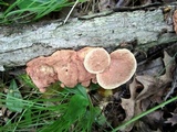 Hapalopilus rutilans image