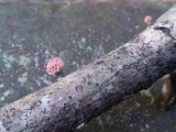 Xylaria cubensis image