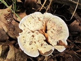 Hydnellum caeruleum image
