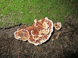 Hydnellum scrobiculatum image