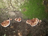 Hydnellum scrobiculatum image