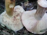 Lactifluus corrugis image