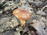 Lactarius volemus image