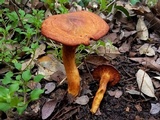 Omphalotus subilludens image