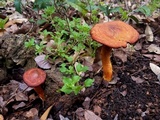 Omphalotus subilludens image
