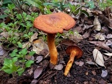 Omphalotus subilludens image
