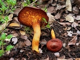 Omphalotus subilludens image