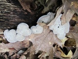 Phellodon melaleucus image