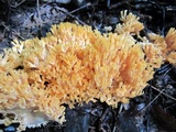 Ramaria formosa image