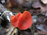 Sarcoscypha occidentalis image