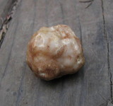 Tuber gibbosum image