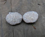 Tuber gibbosum image