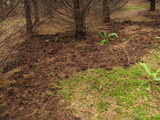 Tuber gibbosum image