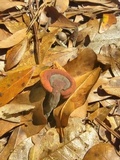 Ganoderma curtisii image