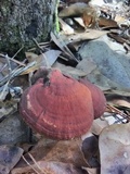 Ganoderma curtisii image