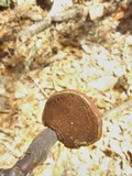 Ganoderma curtisii image