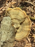 Trametes lactinea image