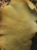 Trametes lactinea image
