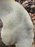 Trametes lactinea image