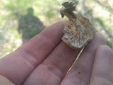 Lentinus tigrinus image