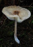 Macrolepiota clelandii image