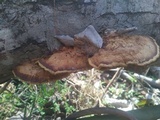 Phellinus gilvus image