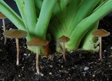 Psilocybe tasmaniana image