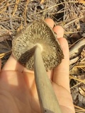 Amanita sect. Vaginatae image