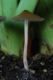 Psilocybe tasmaniana image
