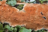 Byssomerulius corium image