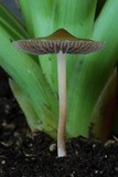 Psilocybe tasmaniana image
