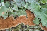 Byssomerulius corium image