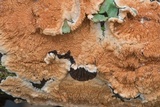 Byssomerulius corium image