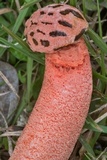 Lysurus periphragmoides image