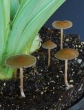 Psilocybe tasmaniana image