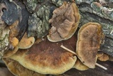 Phellinus gilvus image