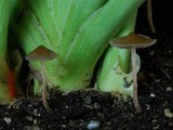 Psilocybe tasmaniana image