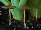 Psilocybe tasmaniana image