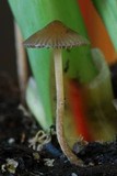 Psilocybe tasmaniana image
