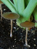 Psilocybe tasmaniana image