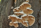 Sarcodontia pachyodon image