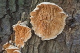 Sarcodontia pachyodon image