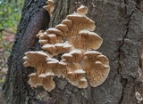 Sarcodontia pachyodon image