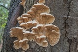 Sarcodontia pachyodon image