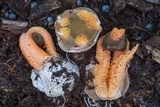 Clathrus columnatus image