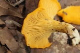 Cantharellus minor image