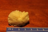 Hemimycena candida image