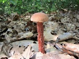 Aureoboletus russellii image
