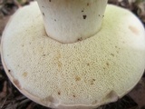 Boletus pallidus image