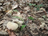Boletus pallidus image